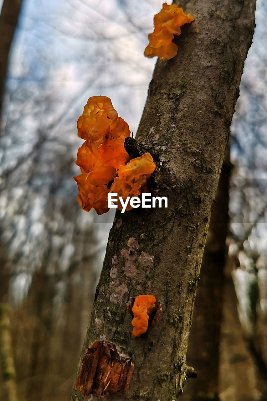 CLOSE-UP OF LEAF ON TREE TRUNK