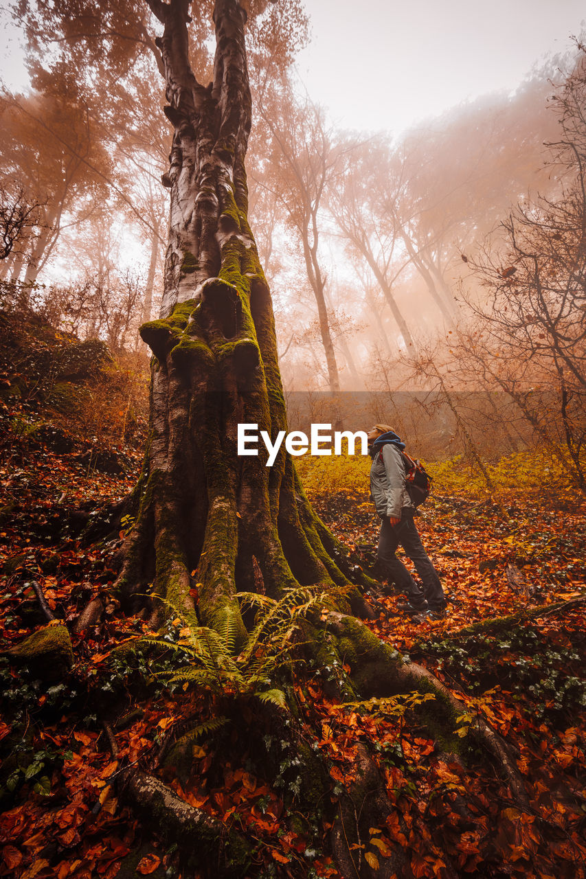 Woman walking and contemplating forest with autumn colors among fog