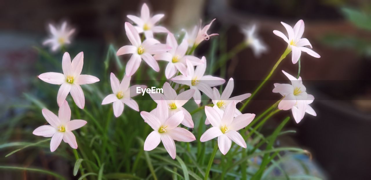 CLOSE-UP OF WHITE FLOWERING PLANTS