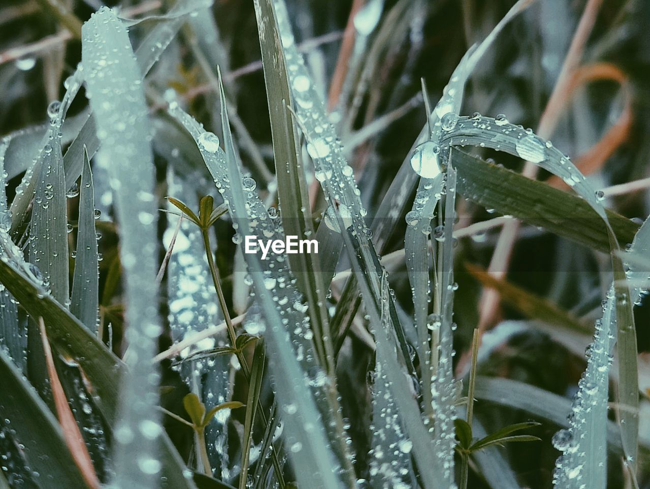 CLOSE-UP OF WET PLANTS DURING WINTER