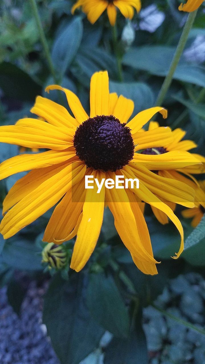 CLOSE-UP OF YELLOW BLACK-EYED BLOOMING OUTDOORS