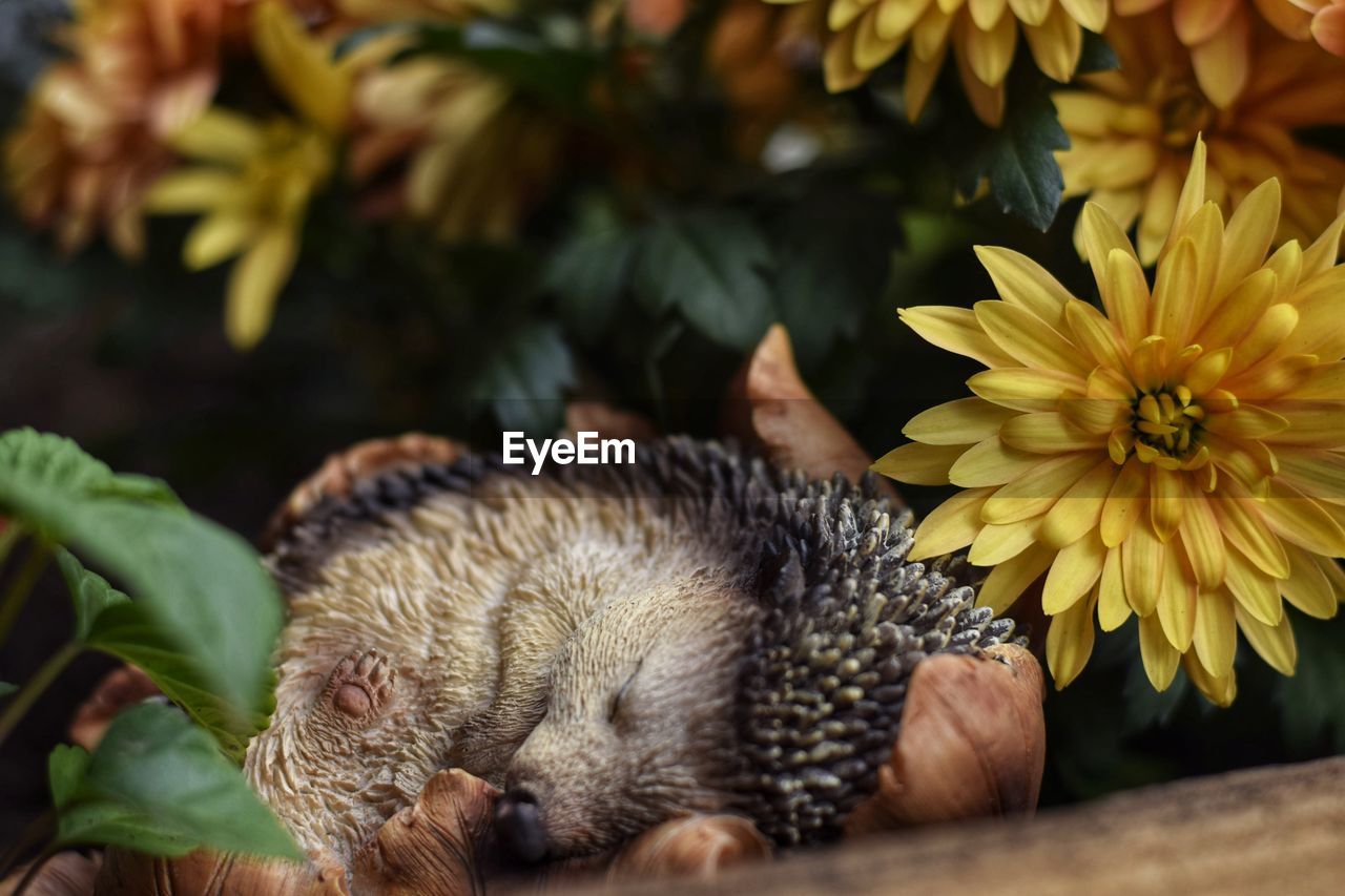 animal, animal themes, flower, plant, flowering plant, nature, animal wildlife, one animal, mammal, beauty in nature, close-up, no people, yellow, hedgehog, freshness, wildlife, cute, outdoors, fragility, erinaceidae, plant part, relaxation, leaf