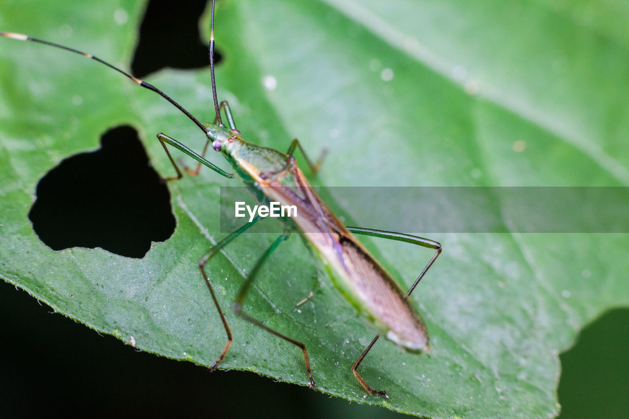 CLOSE-UP OF GRASSHOPPER