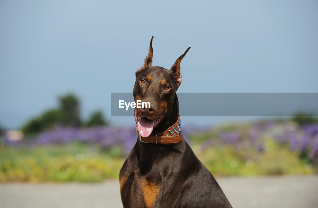 CLOSE-UP OF DOG STICKING OUT TONGUE