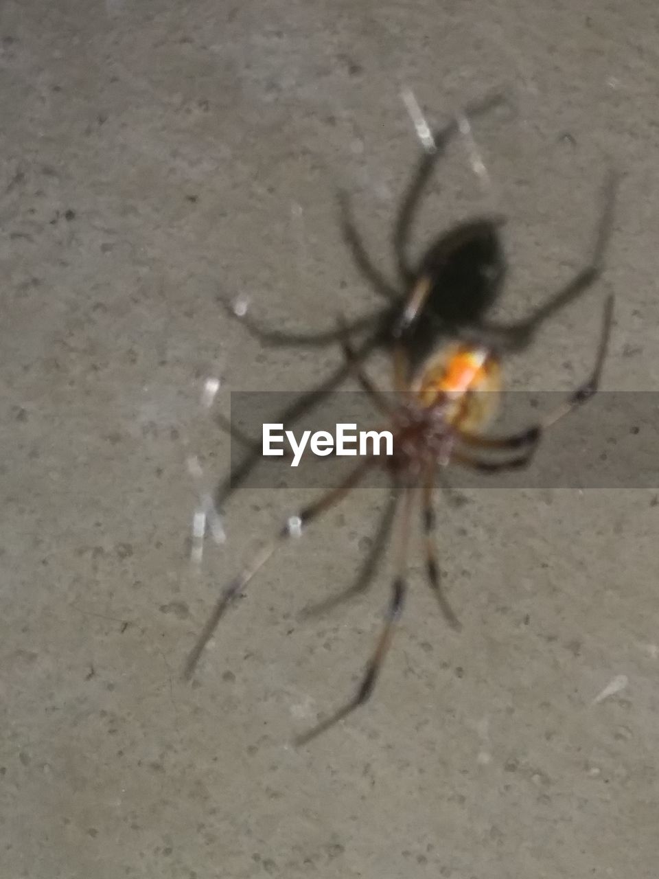 HIGH ANGLE VIEW OF SPIDER ON A LEAF