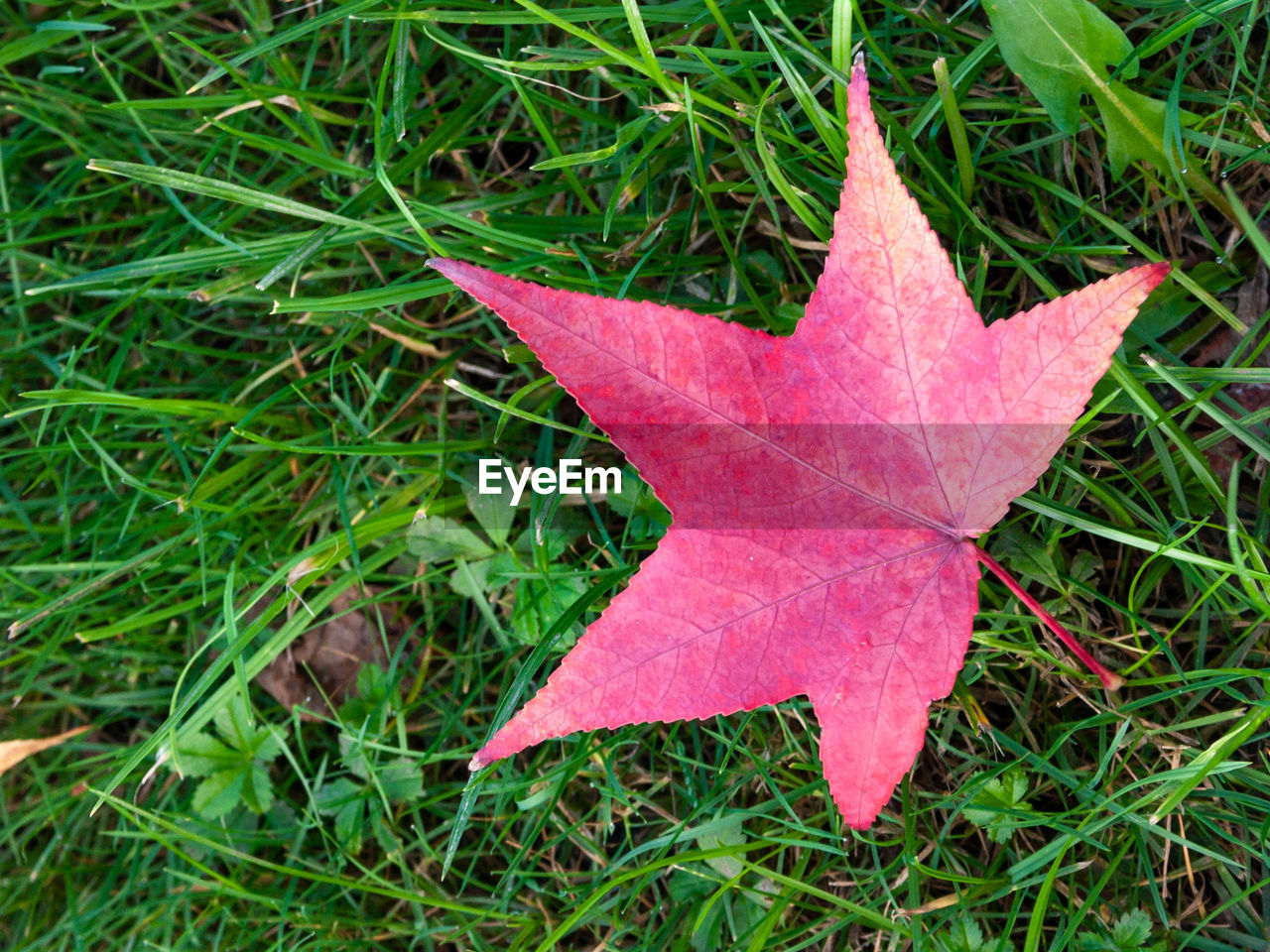 High angle view of maple leaf on grass