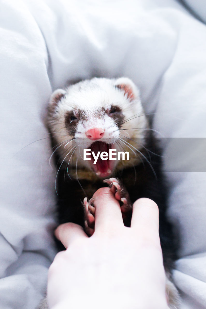 Close-up of ferret holding finger on bed at home