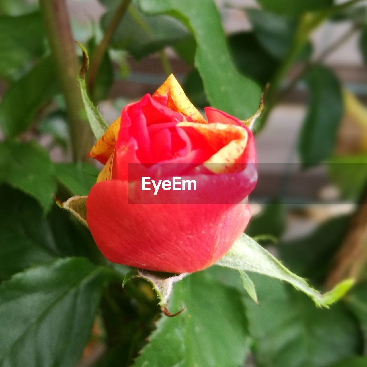 CLOSE-UP OF RED ROSE