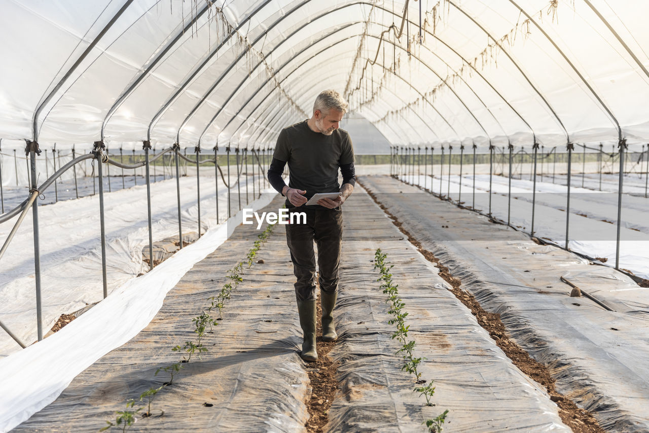 Farmer with digital tablet looking at tomato seedlings while walking through greenhouse