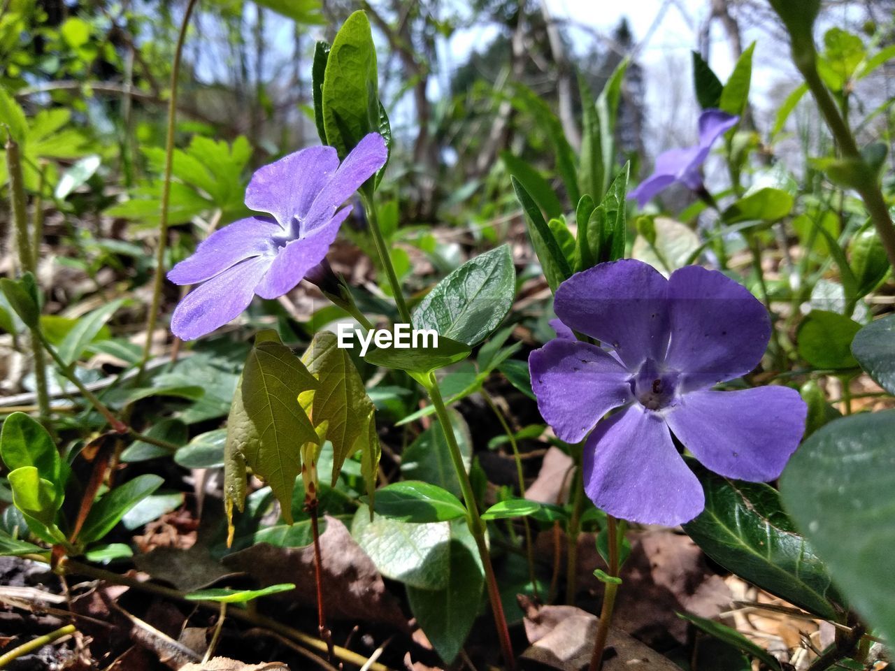 CLOSE-UP OF PURPLE FLOWERING PLANTS IN BLOOM