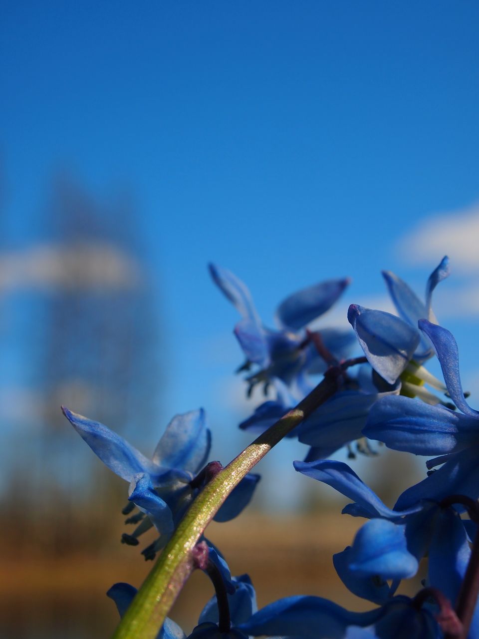 Close-up of blue flowers