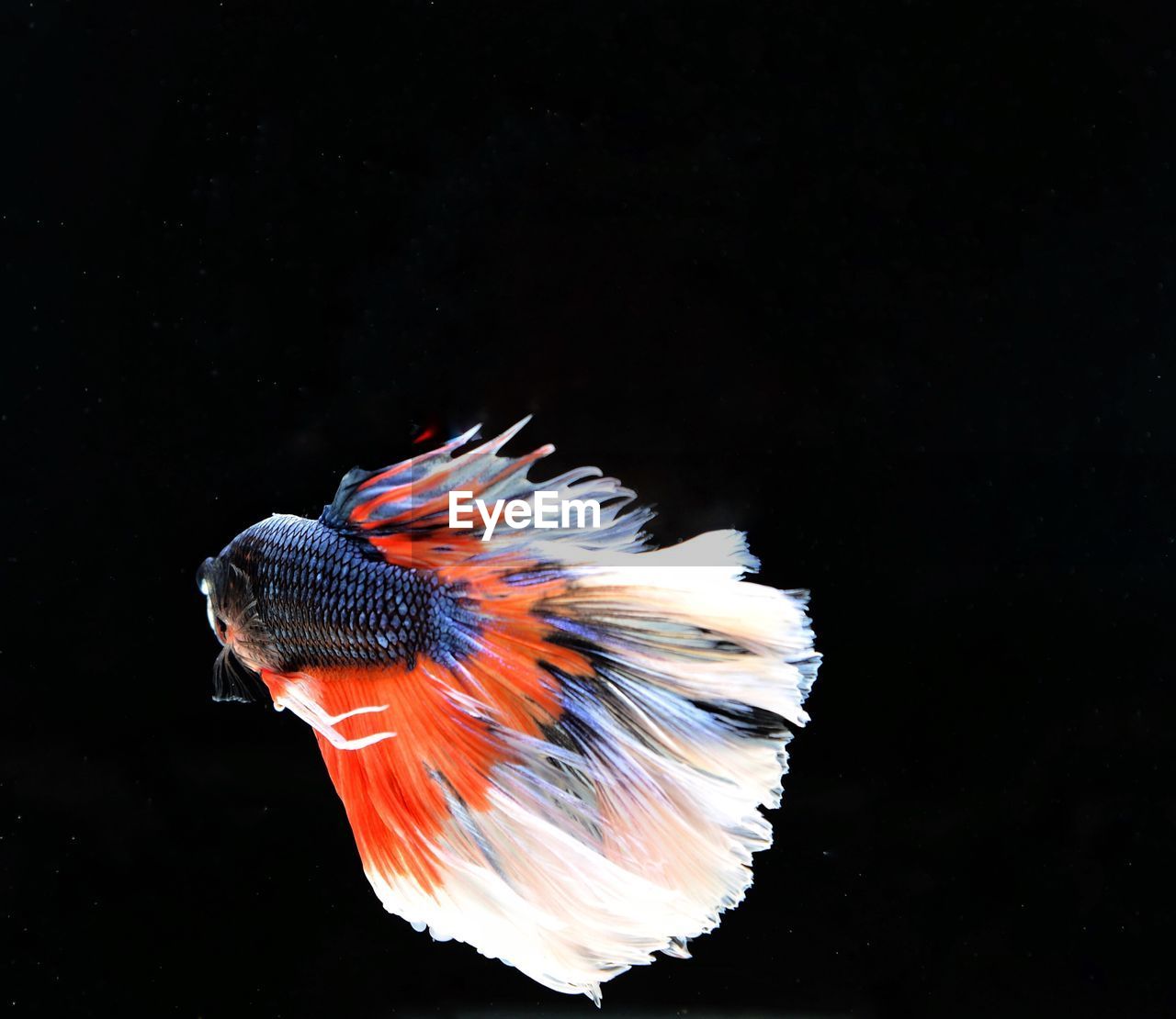 CLOSE-UP OF FISH IN SEA