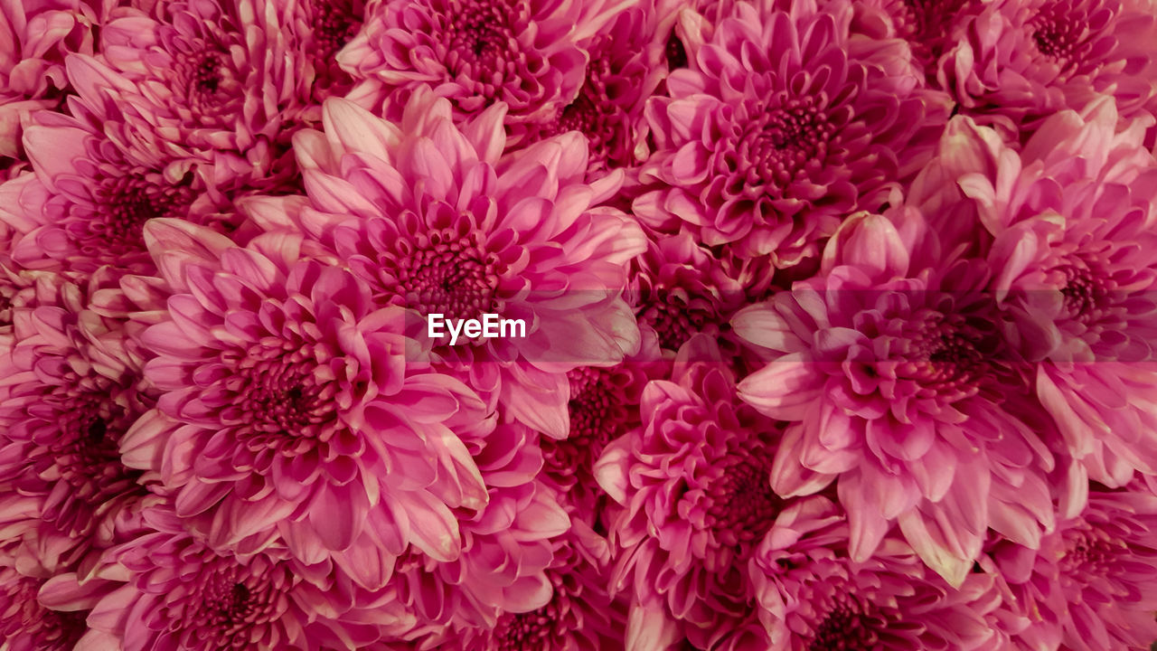 Full frame shot of pink roses