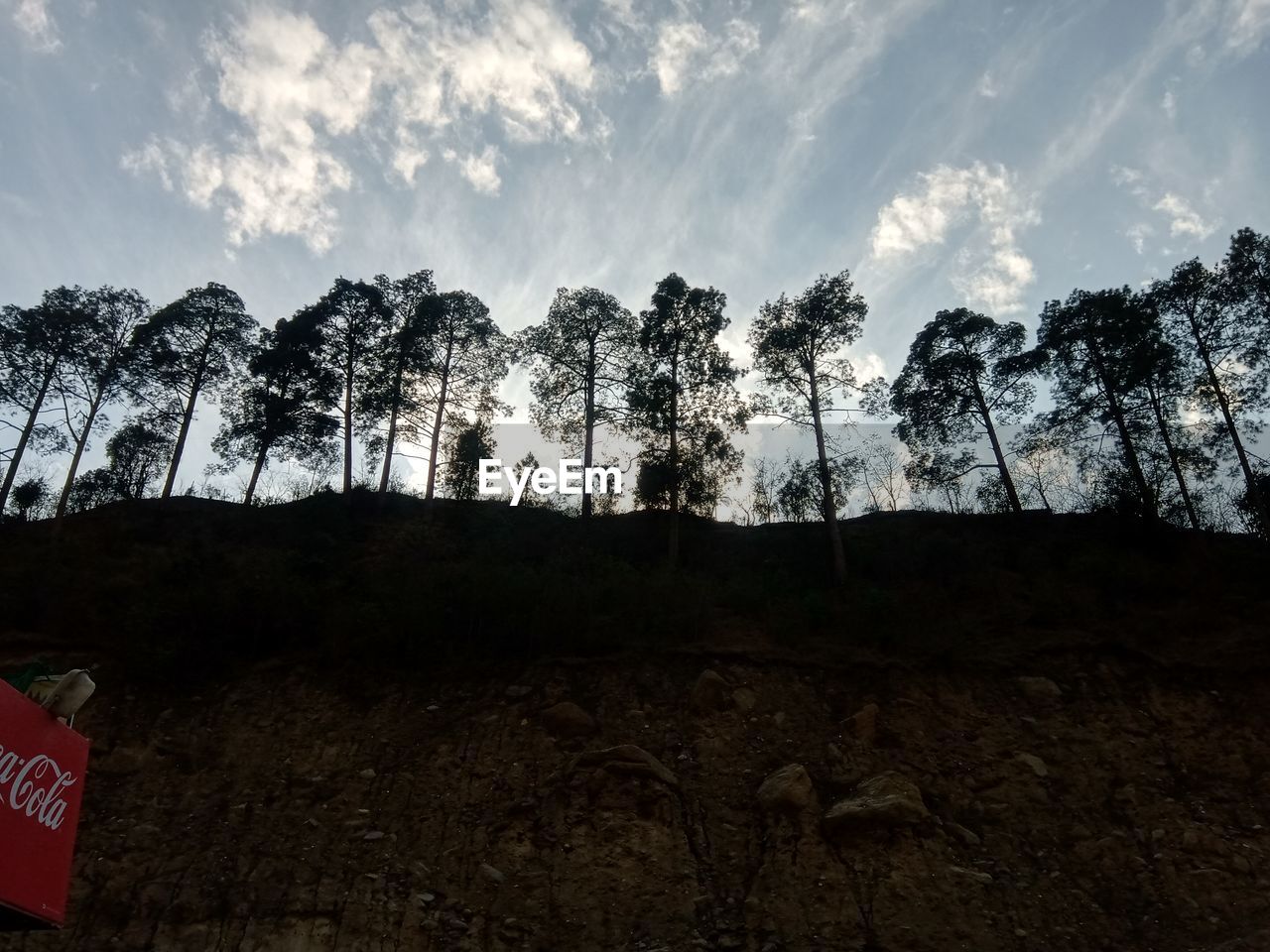 LOW ANGLE VIEW OF TREES AGAINST SKY