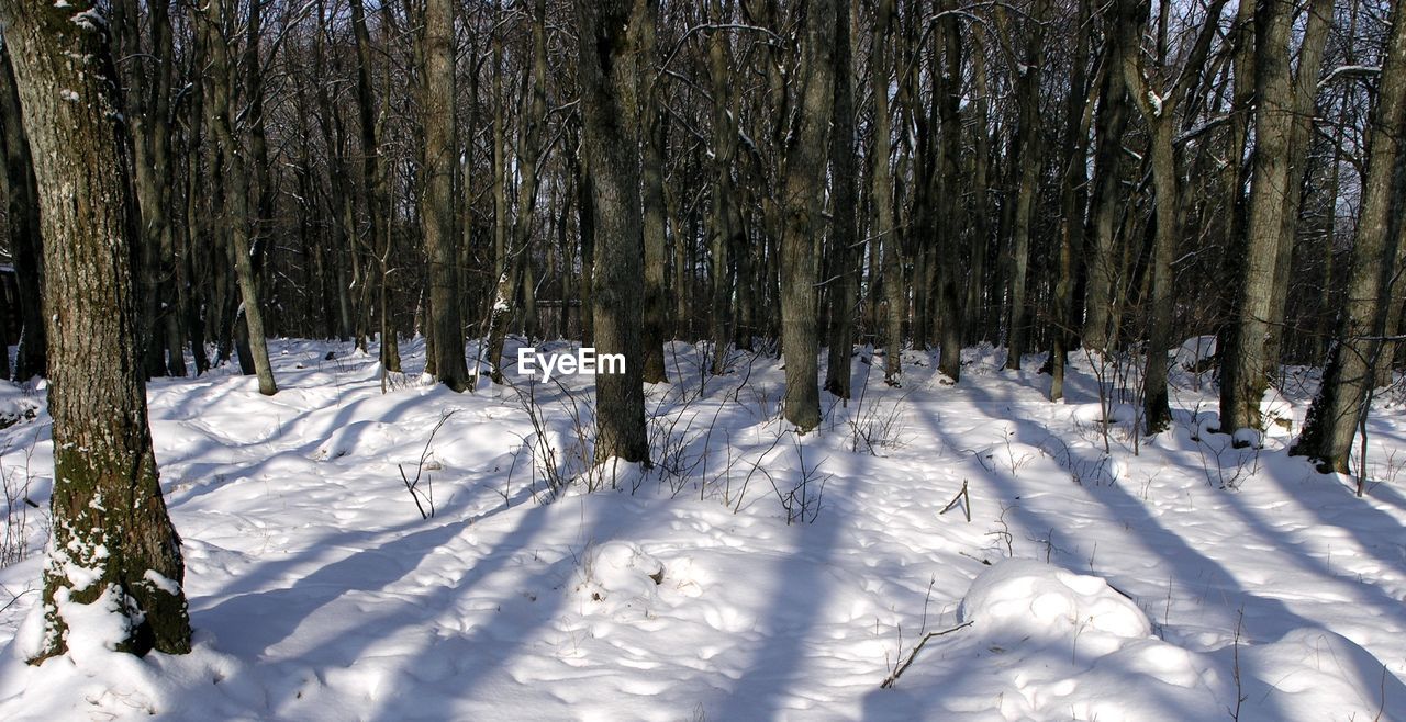 TREES GROWING ON SNOW COVERED FIELD