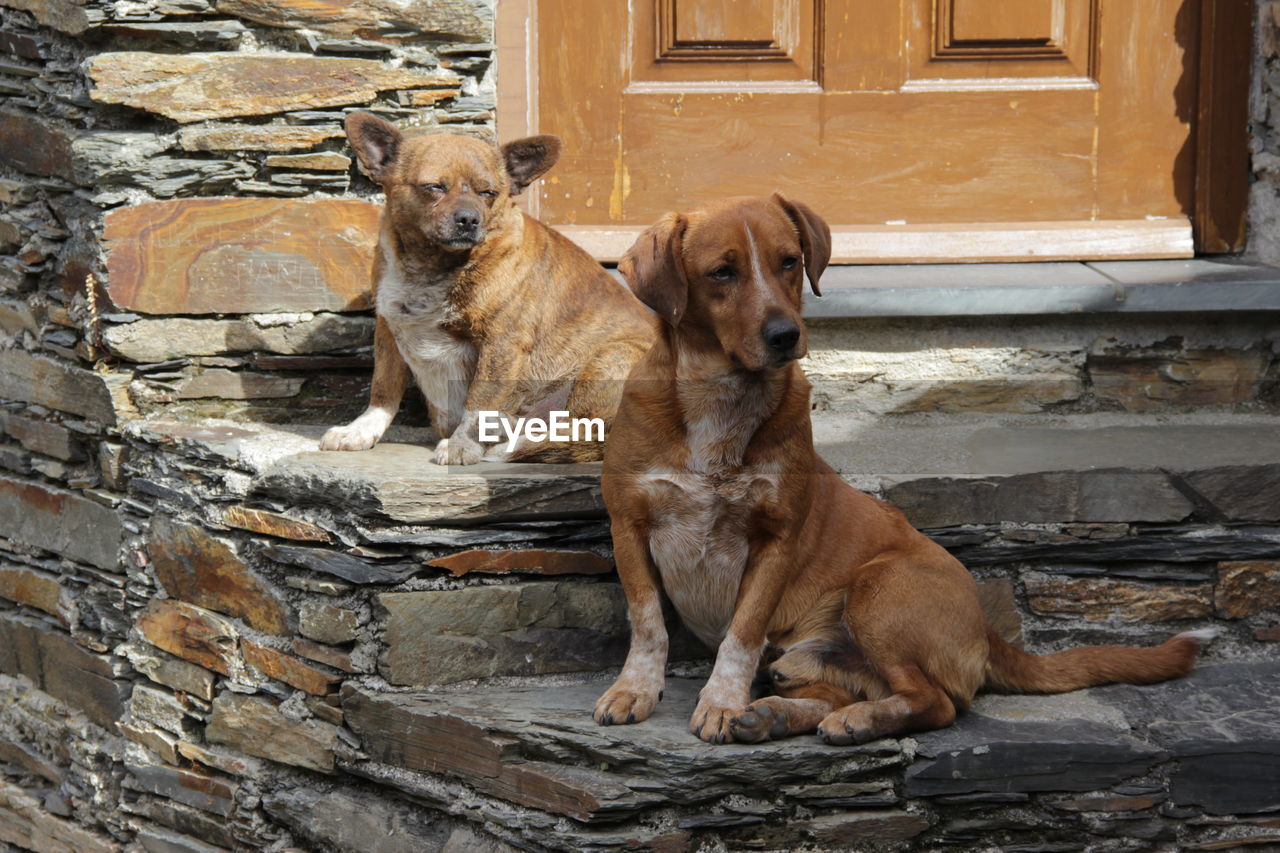 PORTRAIT OF A DOG SITTING ON WALL