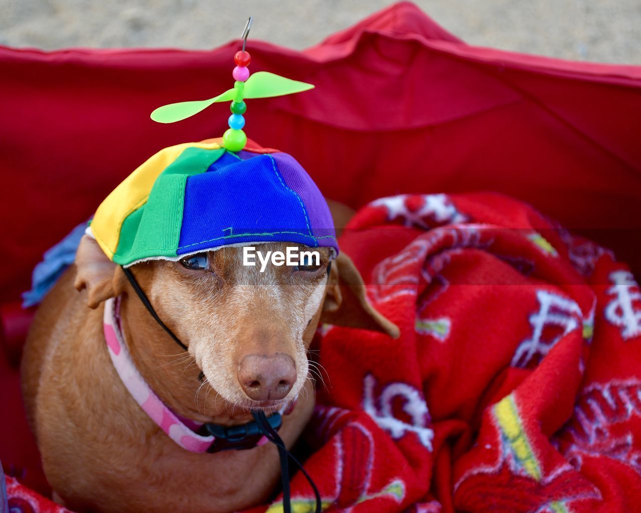 CLOSE-UP PORTRAIT OF DOG WITH RED HAT