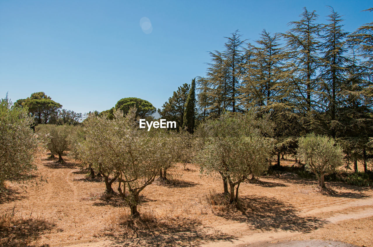 TREES ON FIELD AGAINST BLUE SKY