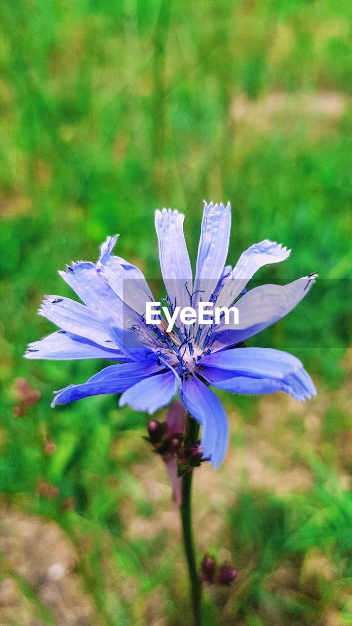 CLOSE-UP OF PURPLE FLOWERING PLANT