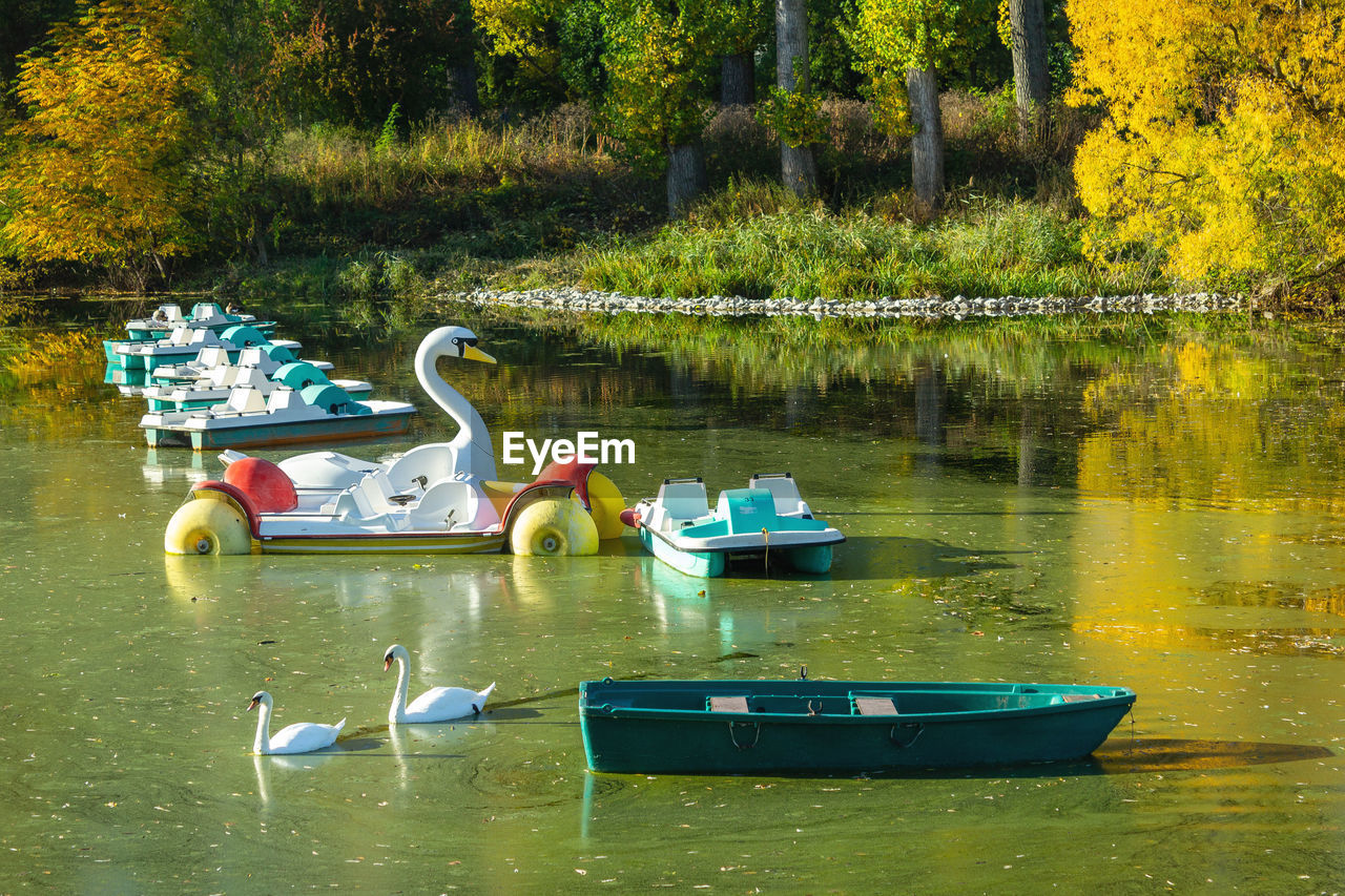 View of swans swimming in lake