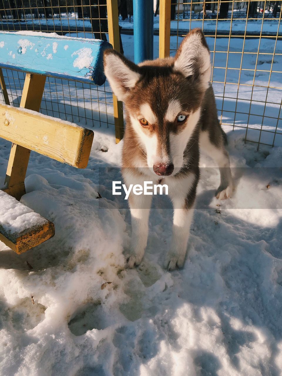 Portrait of dog in snow