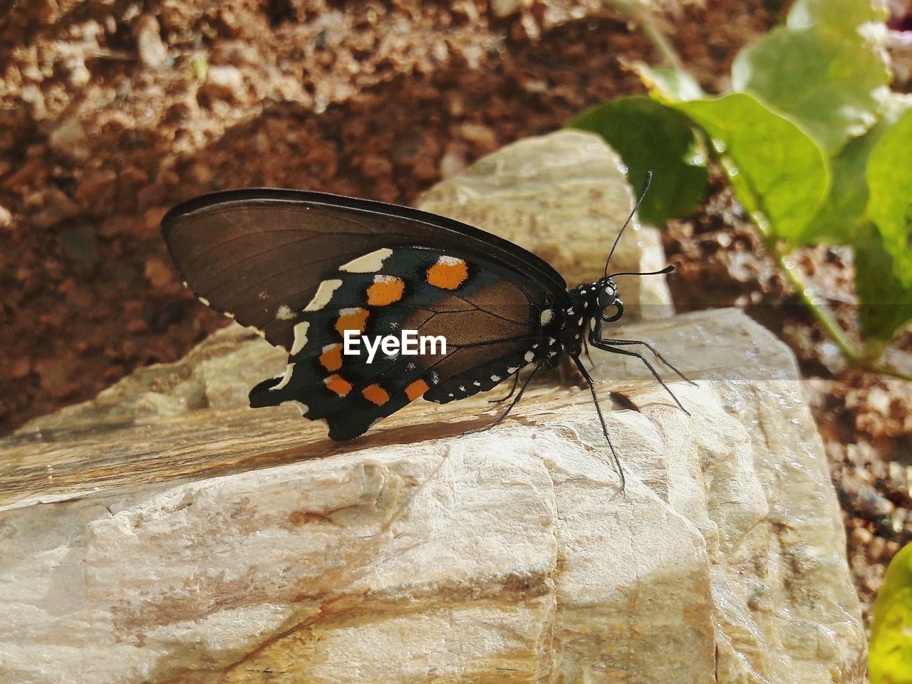 Close-up of butterfly perching on leaf