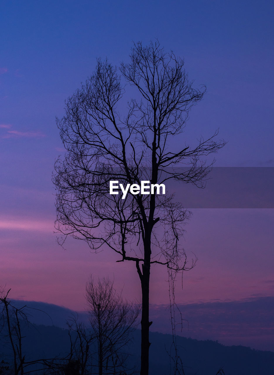 SILHOUETTE TREE AGAINST SKY AT NIGHT