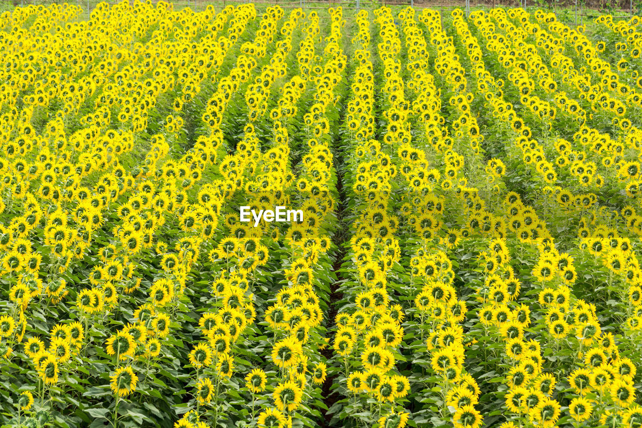 Scene of yellow sunflower field in summer time with good condition