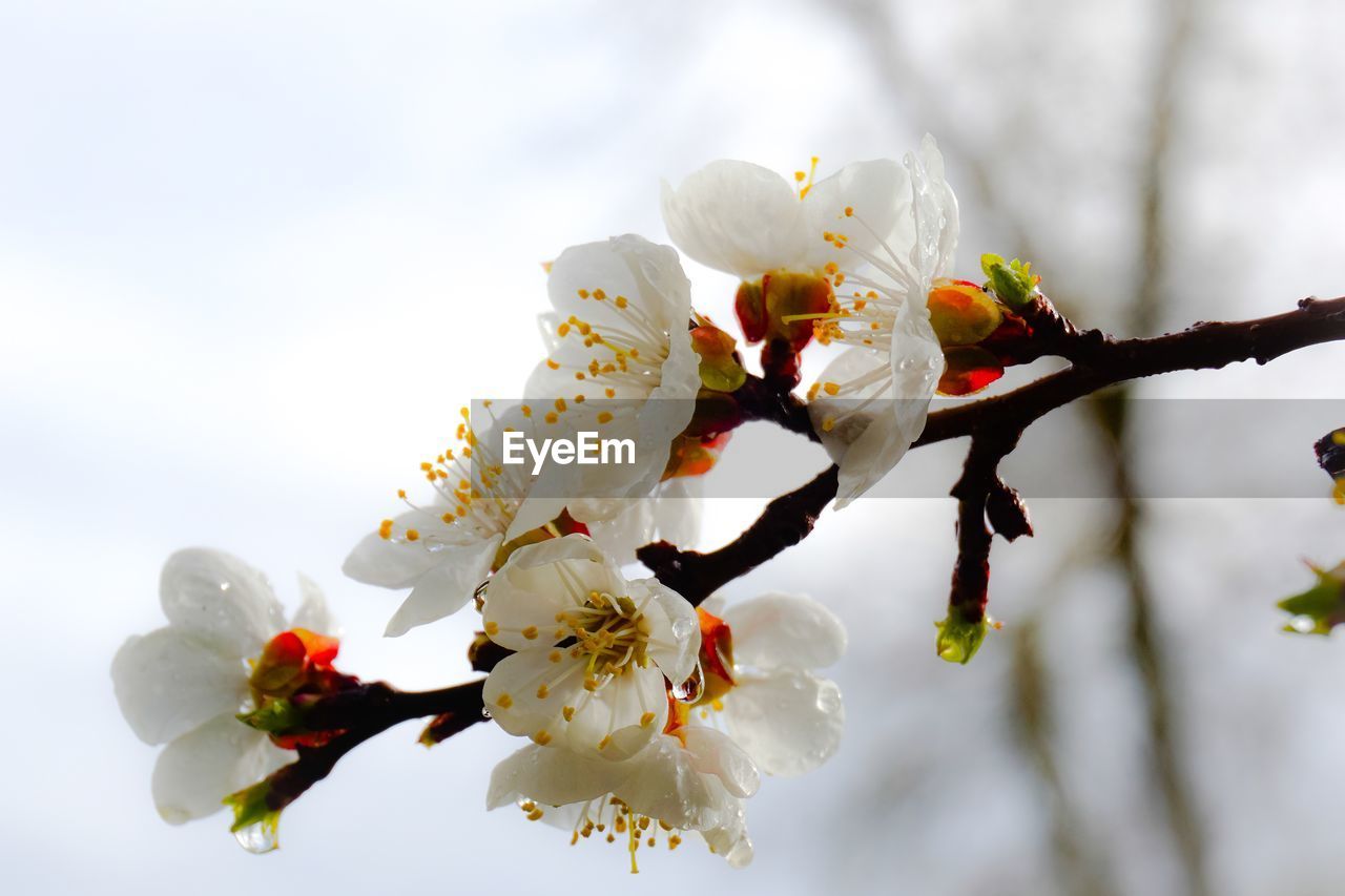 CHERRY BLOSSOMS IN SPRING