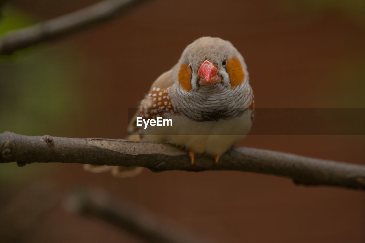 CLOSE-UP OF SPARROW PERCHING ON TREE