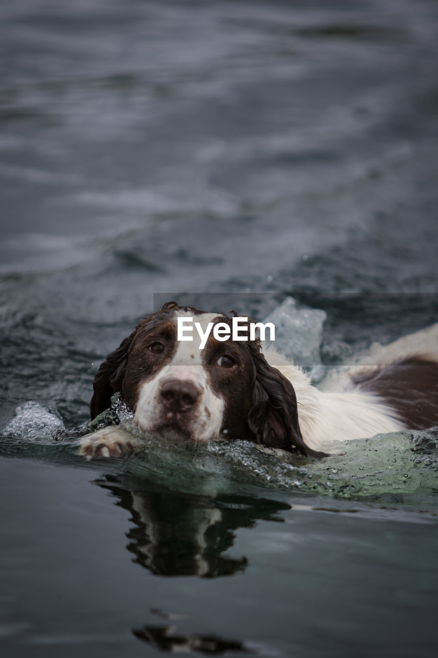 PORTRAIT OF DOG ON WATER