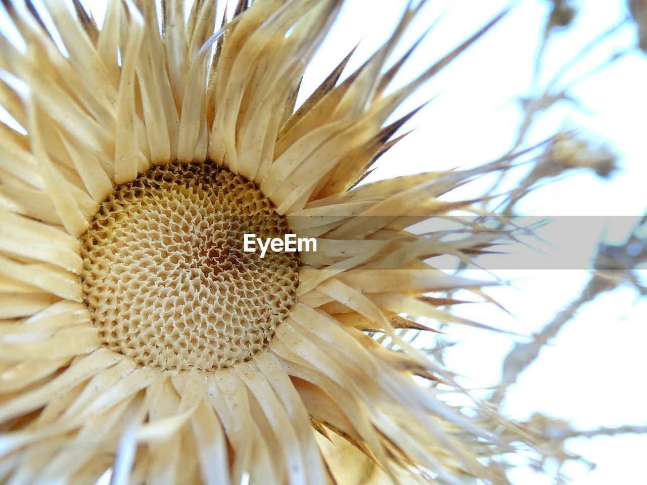 CLOSE-UP OF WHITE DAISY FLOWER