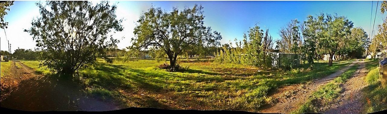 Panoramic view of trees growing on field against clear sky