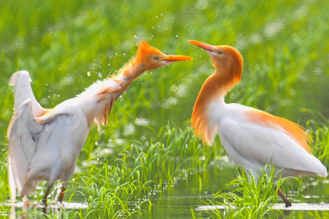 Two cute birds in the wild