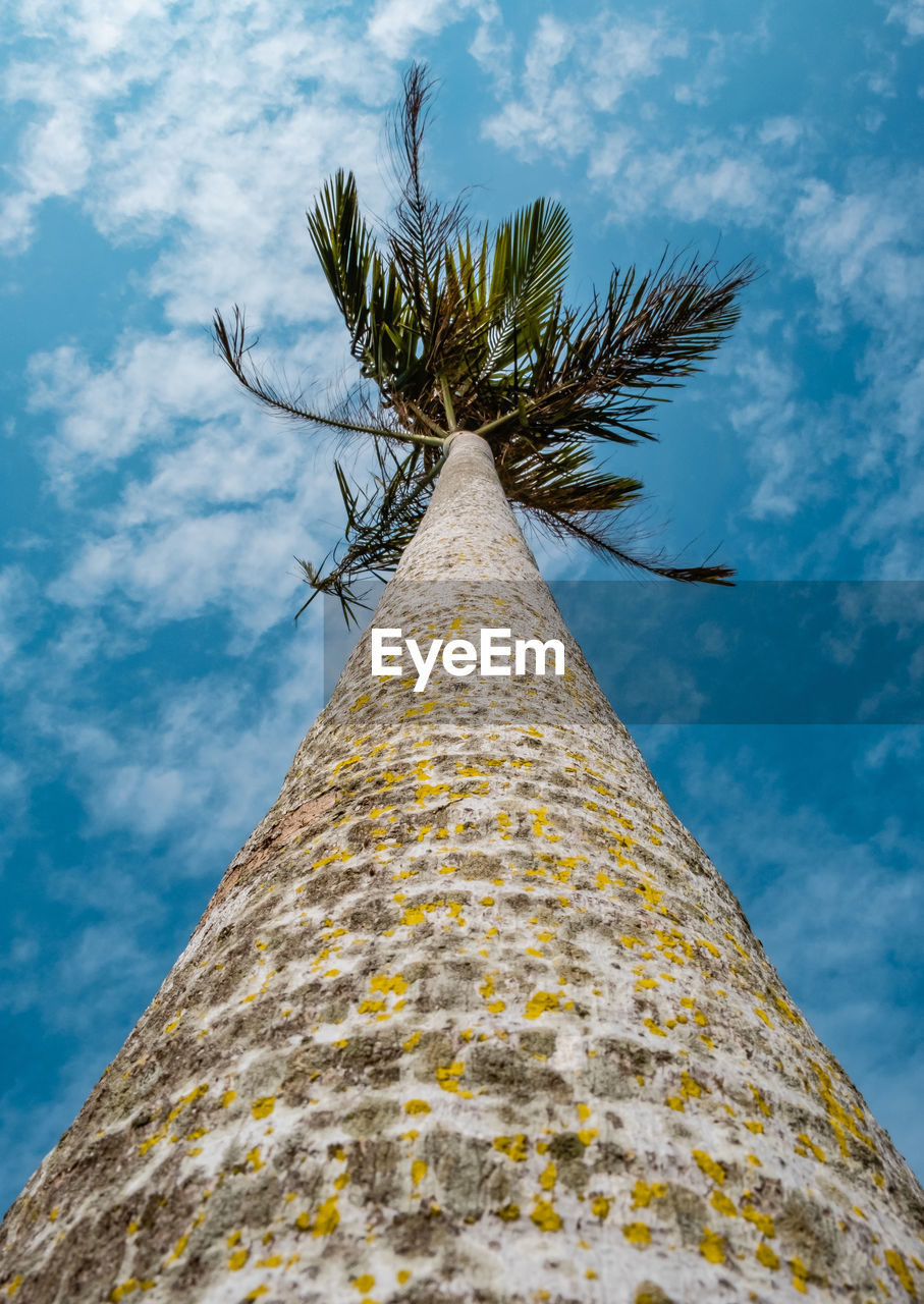 Low angle view of palm tree against sky