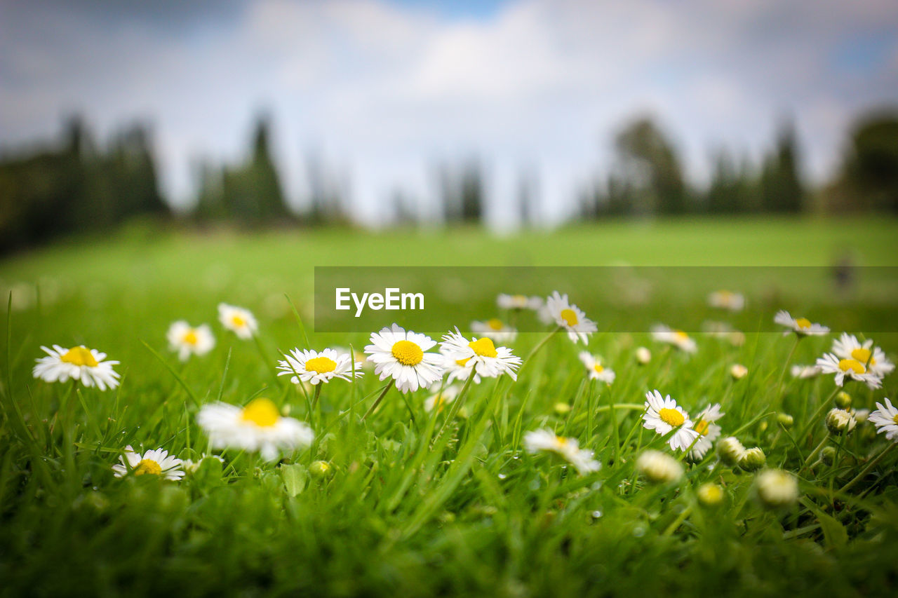 Close-up of daisies growing on land