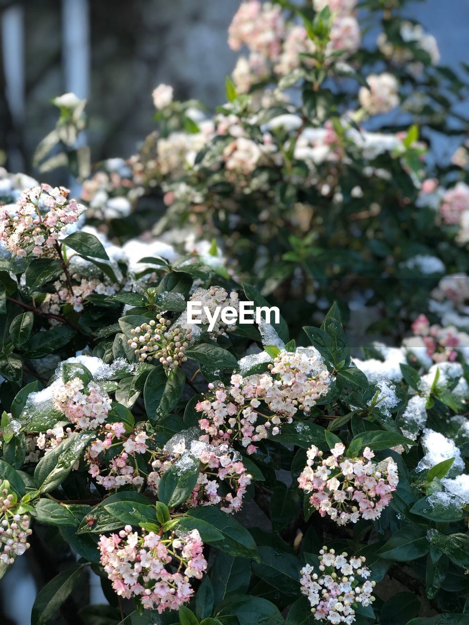 Close-up of white flowering plants