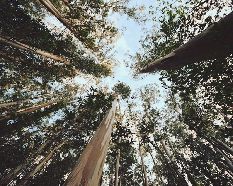 LOW ANGLE VIEW OF TREES