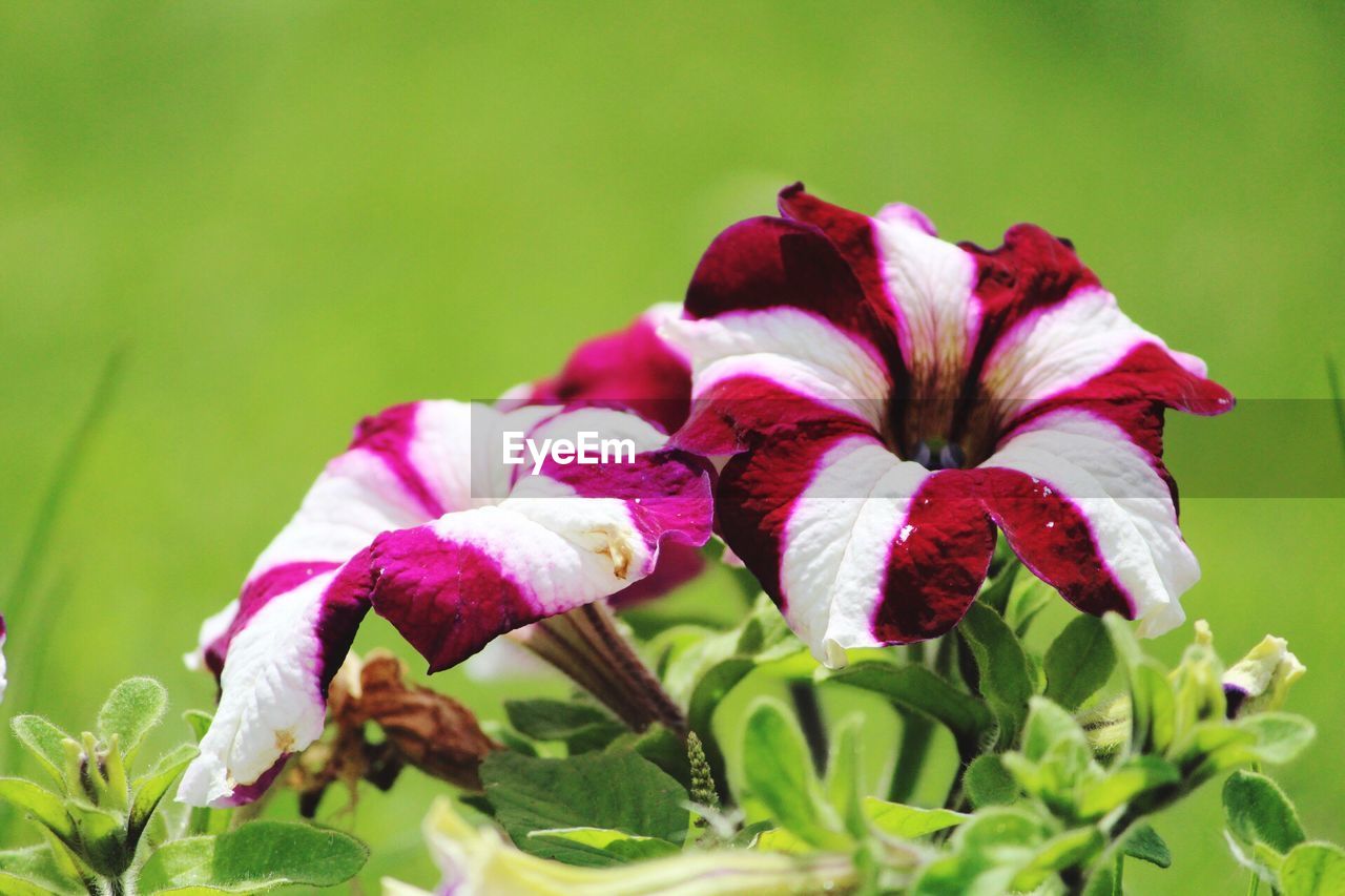 Close-up of flowers blooming outdoors