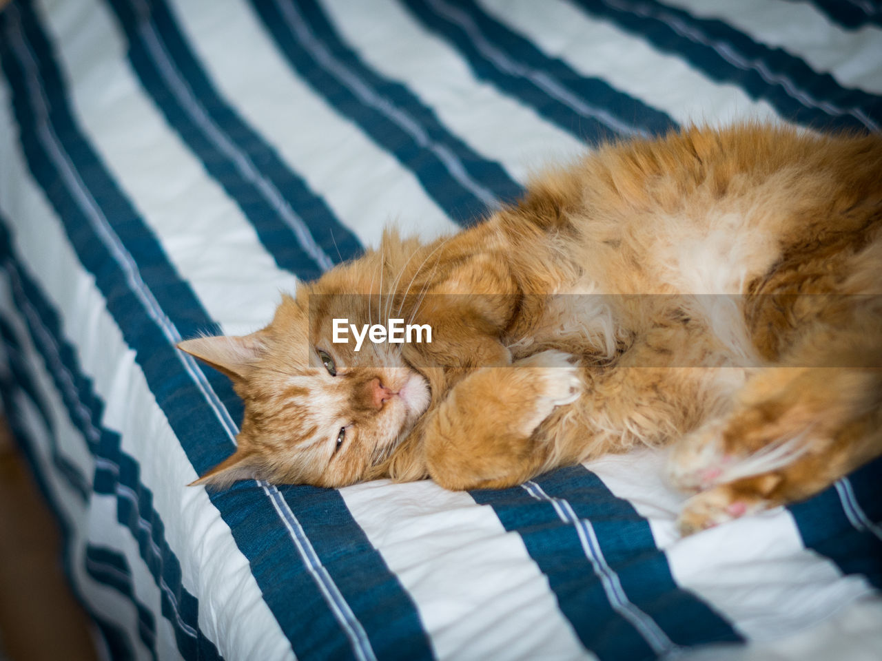Close-up of ginger maine coon relaxing on bed