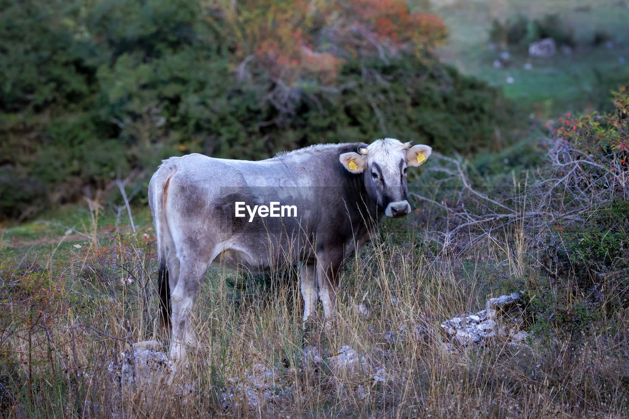 Alpine gray cow, typical mountain cattle breed, in a natural environment.