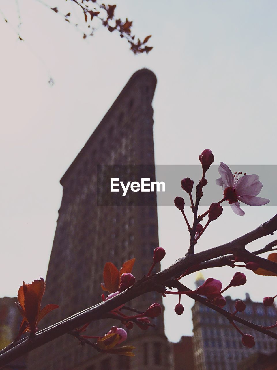 Low angle view of cherry blossom against flatiron building against sky