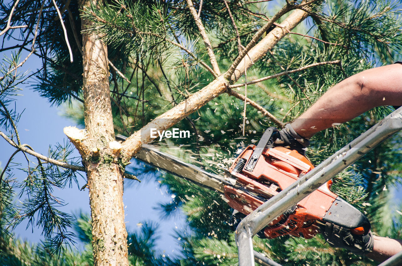 Cropped hands of man cutting tree branch with chainsaw