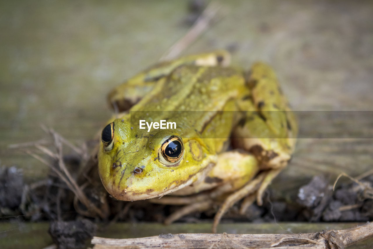 Close-up portrait of a frog