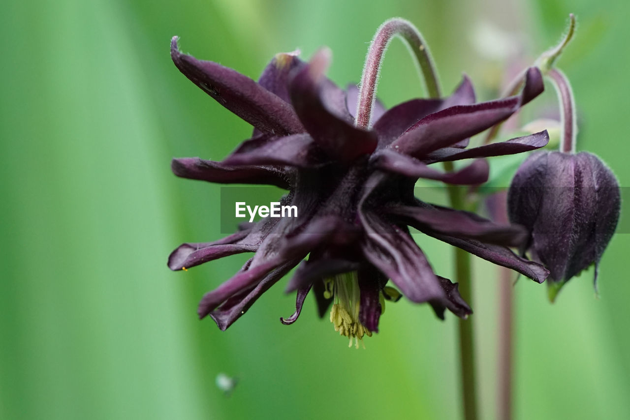 CLOSE-UP OF FLOWERING PLANT