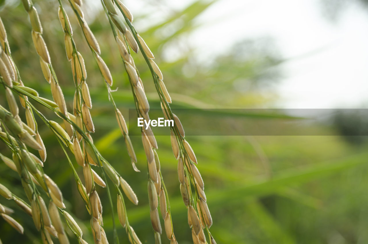 Close-up of crops growing on field