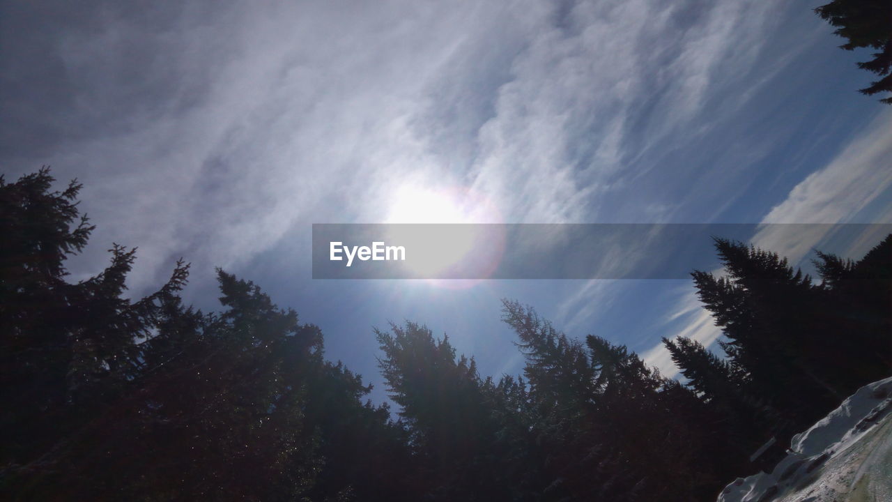 LOW ANGLE VIEW OF TREE AGAINST SKY