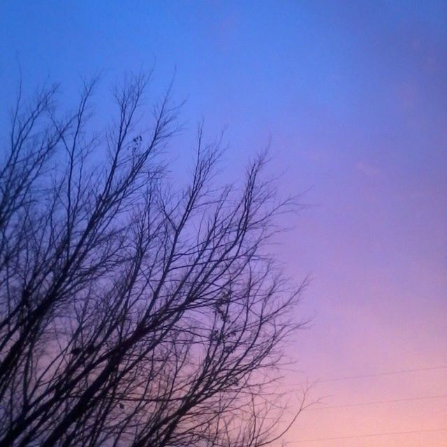 LOW ANGLE VIEW OF BARE TREES AGAINST SKY AT SUNSET