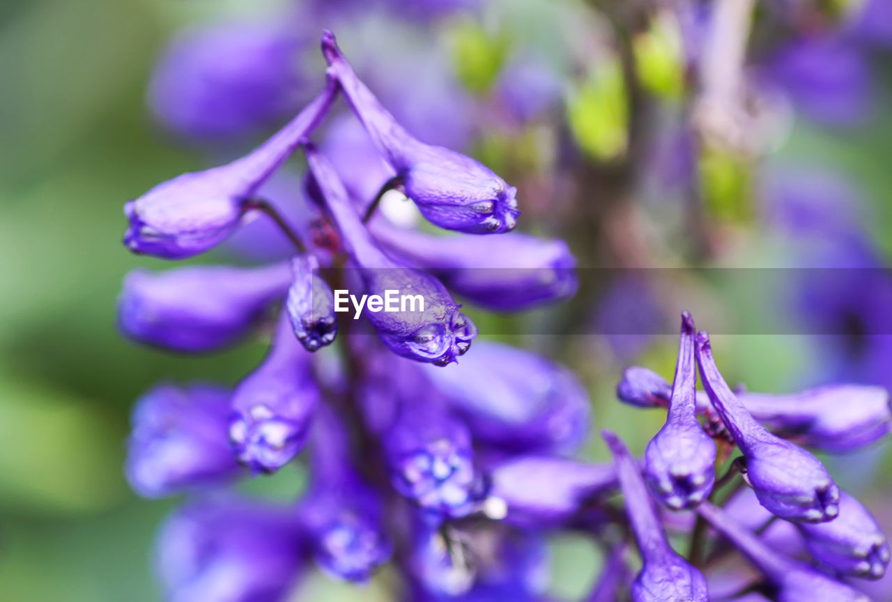 Close-up of wet purple flower