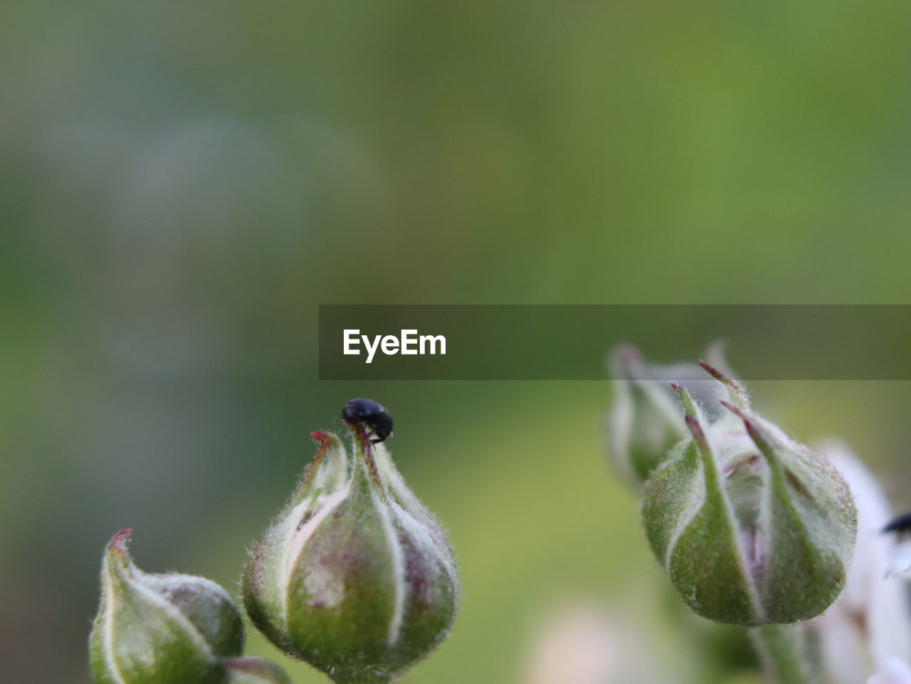 Close-up of insect on plant